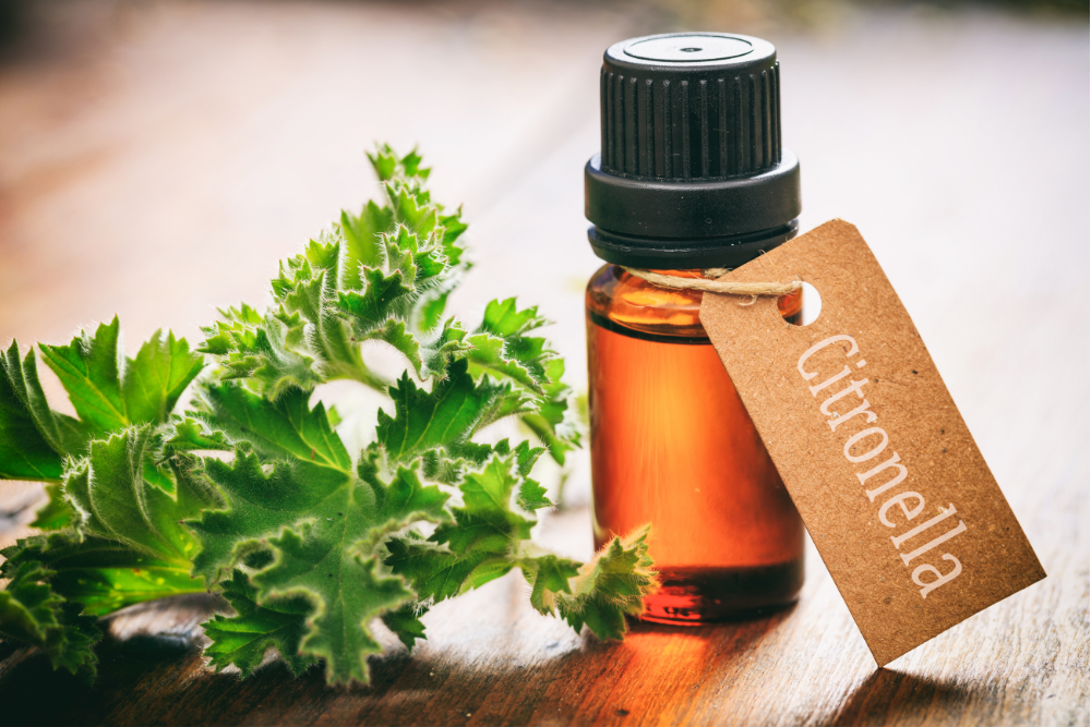 Olio essenziale di citronella – componente naturale contenente citronellolo, usato in aromaterapia e nella cura della casa.