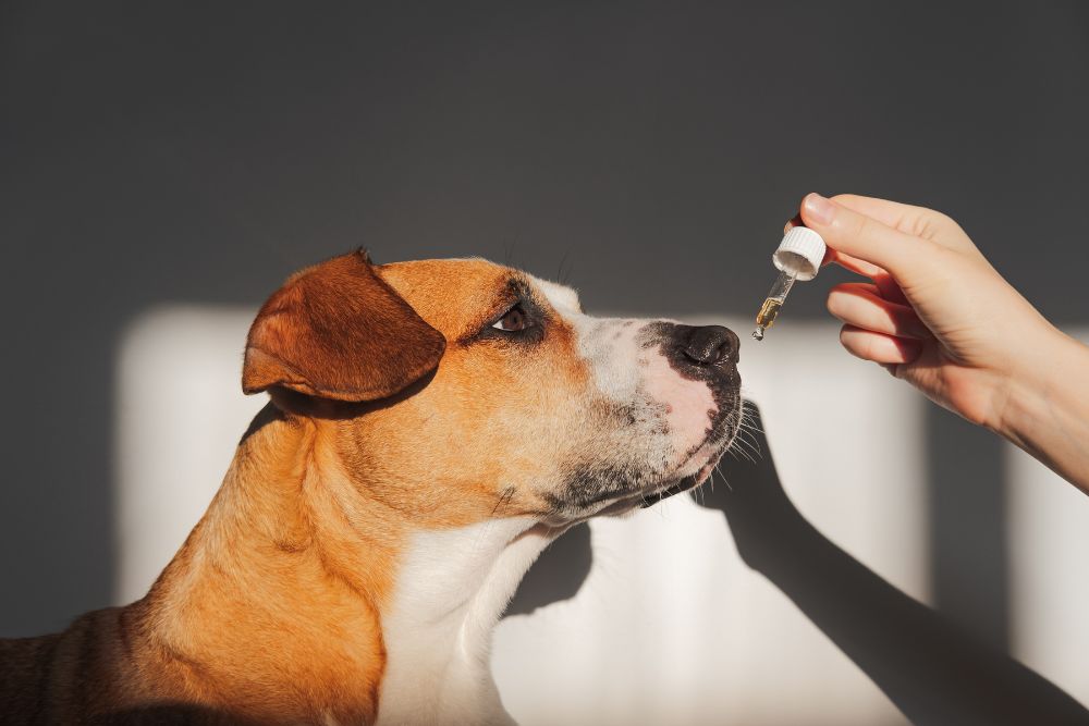 Un cane annusa un contagocce con olio essenziale – foto illustrativa che avverte sull'uso sicuro degli oli con gli animali domestici.