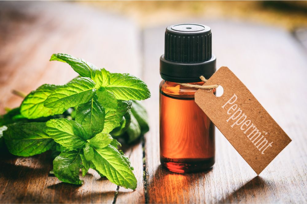 Foglioline fresche di menta con gocce di olio essenziale di menta