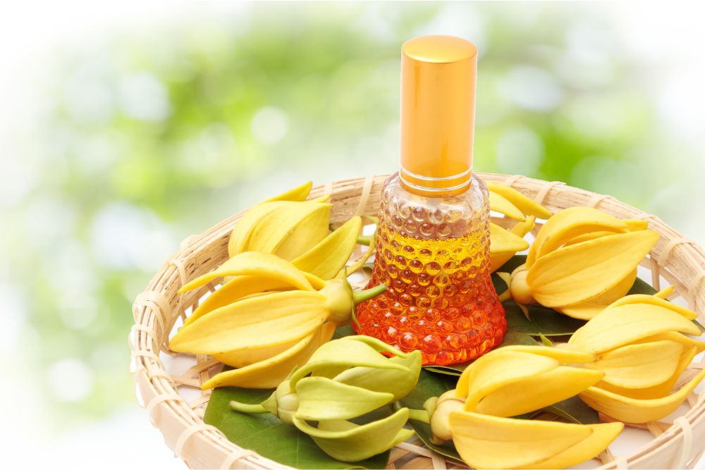 Fiori gialli di ylang ylang con olio essenziale per il relax