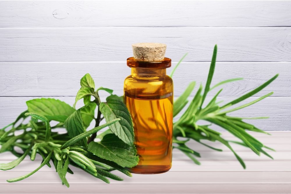 Flaconcino con olio essenziale di tea tree – prodotto naturale dalle foglie della melaleuca australiana.